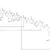 Ziconotide Acetate CAS 107452-89-1 Treat For Postherpetic neuralgia and cancer pain